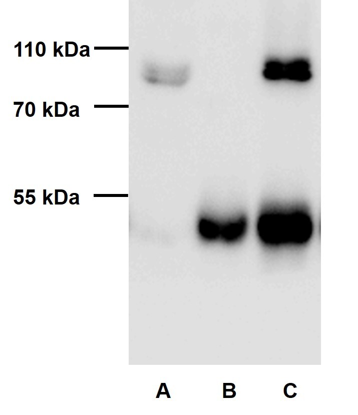 FXR1 Antibody - BSA Free NBP2-22246